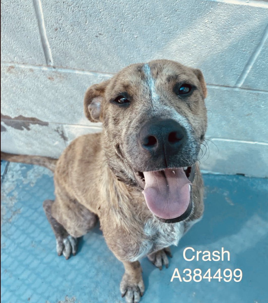 RoCoGB's tweet photo. ‼️URGENT appeal from Wilma’s Dog Rescue Tx:

Dear Friends
I am writing to you today with an urgent appeal for help. We are currently facing a significant emergency with one of our dogs, a one-year-old rescue named Phoenix (formerly CRASH) who had to undergo immediate, life-saving surgery.

Phoenix has been with us for a while time, and we have already invested $4,500 in his care. This recent emergency surgery, due to an INVERTED INTESTINE, will cost an additional $2,700, bringing his total expenses to over $7,200. 
(Sensitive photos in thread)
He will be staying at the vet
clinic for the next 5-6 days for recovery. We simply cannot give up on him now.

Any donation toward Phoenix's surgery and care would be greatly appreciated.

Finally, we also ask for your prayers for Phoenix's recovery.

If you can help, please…
  - Donate Online: Visit our website at https://t.co/EICtkQsDSK
  - Directly to the Vet:
You can call Ms. Holly directly at our vet's office at 832-909-8082 and let her know you would like to contribute to Phoenix’s care.

We are incredibly grateful for any help you can provide, and if you are unable to donate, please help share our emergency🙏
Thank you for being a part of our mission to help Phoenix get better🙏
Sincerely, Wilma