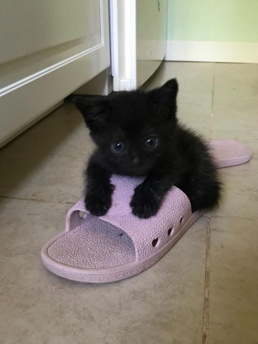 Black cats are not bad luck (@visualscat) on Twitter photo 