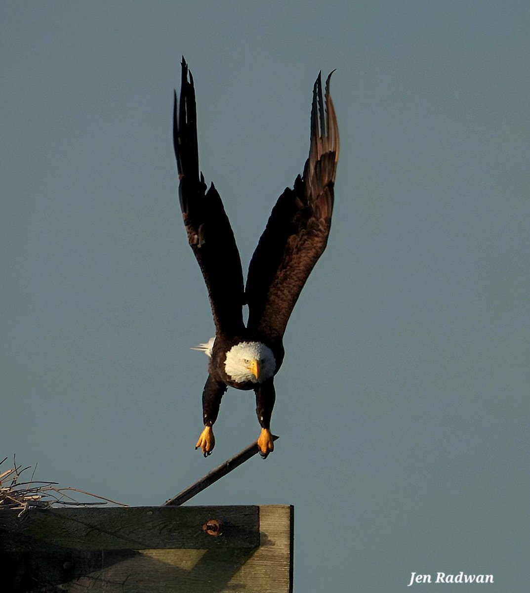 Today's Bald Eagle tweet media