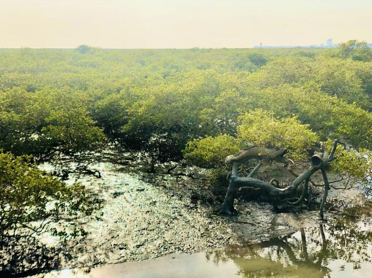 China Climate Action tweet media