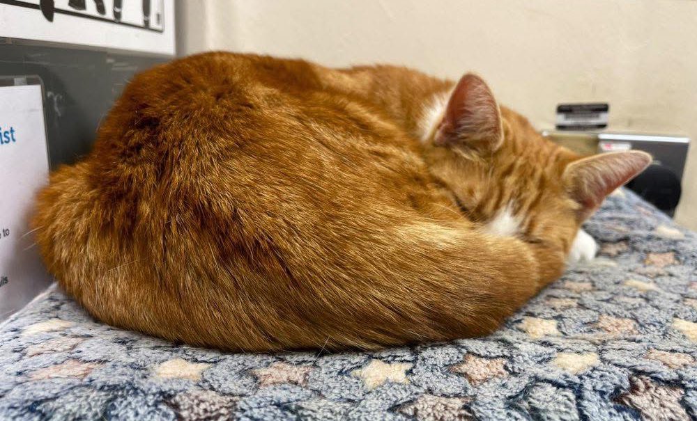 Night night sweet dreamies 

Don't let someone who did you wrong make you think there's something wrong with you. Don't devalue yourself because they didn't value you. Know your worth even if they don't.

#CatsOfTwitter