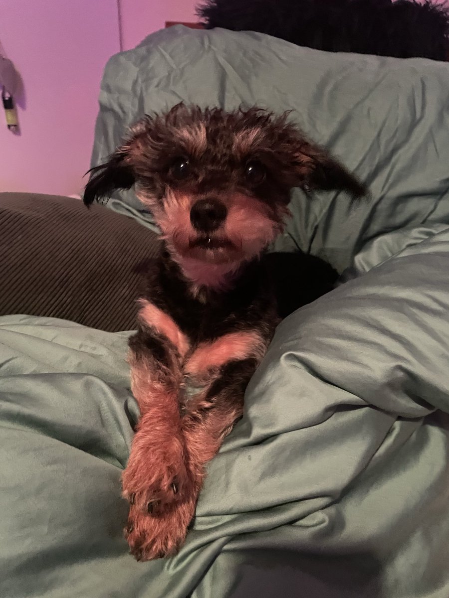 RWinders's tweet image. The pooch waiting patiently for #ImACeleb #dog #pooch #doglife  #DogLovers