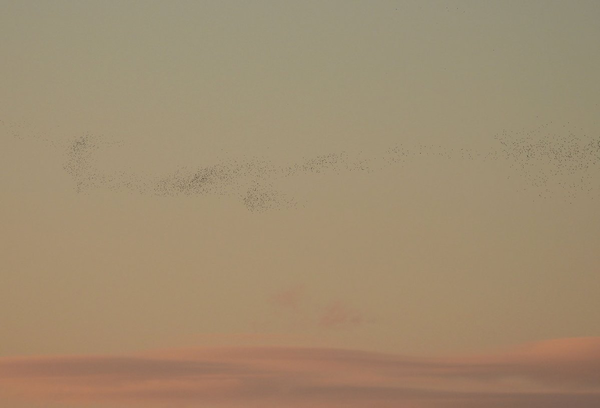 AxeBirder's tweet image. So that&apos;s what 32 tonnes of Wood Pigeon looks like... stevesbirdingblog.blogspot.com/2025/11/monume…