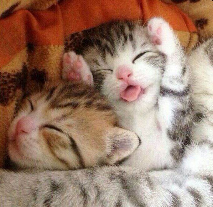 Cute Cats 🐱 tweet media