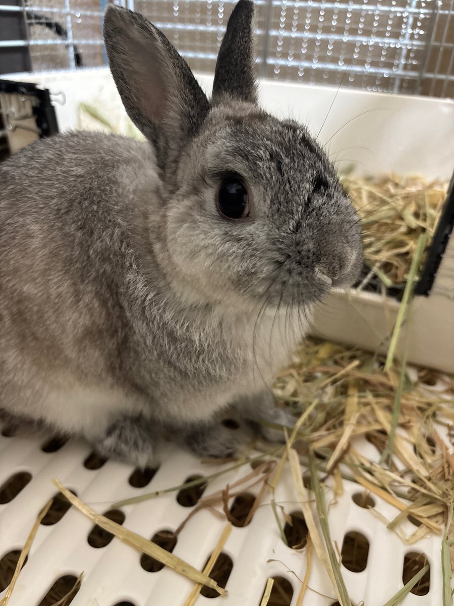 Sibamata0301's tweet image. おはようございます🐰