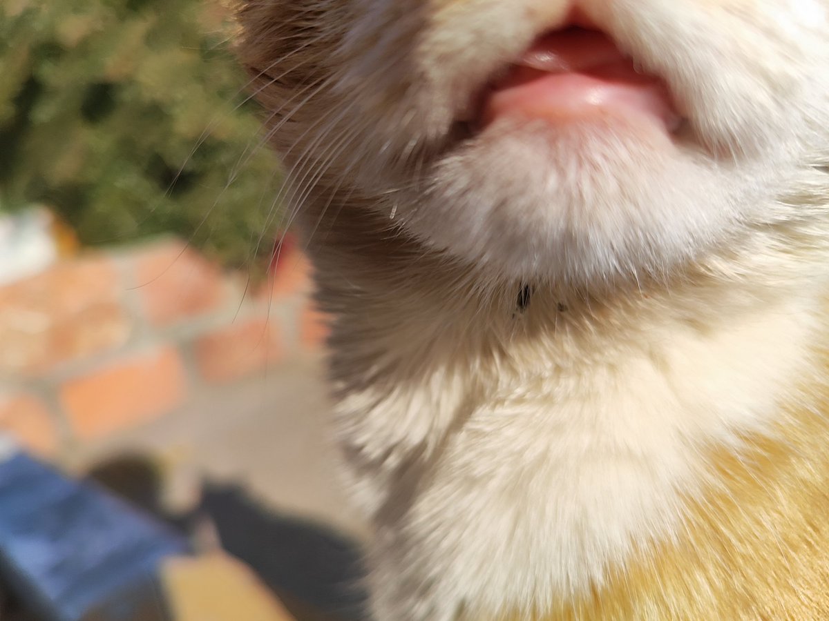 _imparya's tweet image. بەقەد دەمی ئەو پشیلەش جوان بی تەواوە.