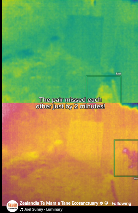 Capital Kiwi shared a video showing two kiwi at Zealandia: a little spotted on the inside of the fence and a North Island Brown on the outside. Very cool.