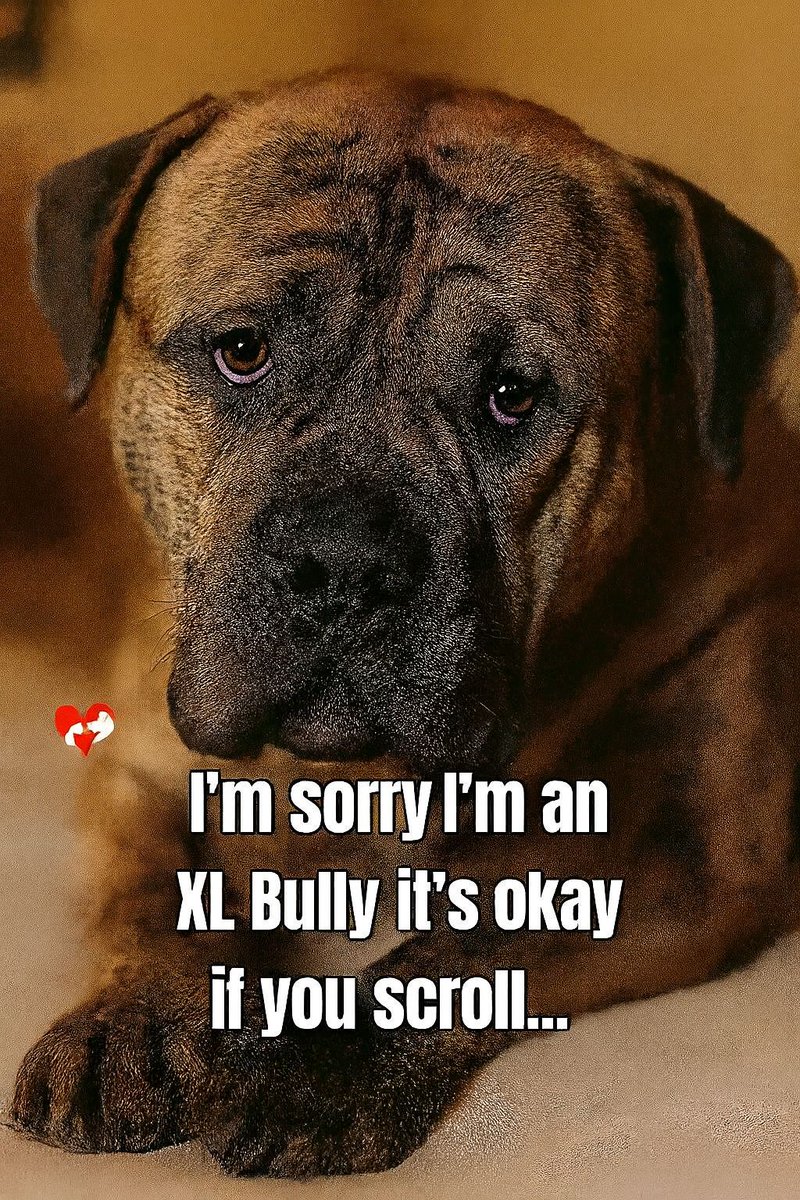 𝕏 Dogs tweet media