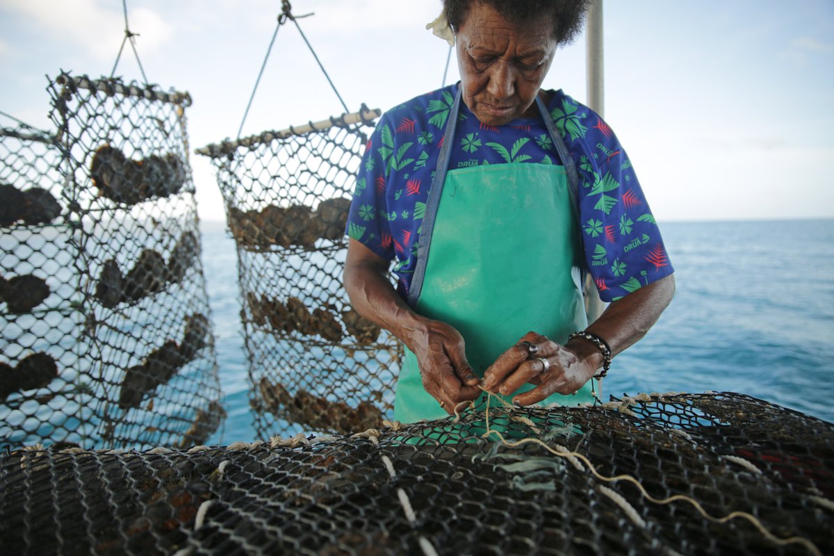 IISD_news's tweet image. #ClimateChange disrupts lives and livelihoods, and small island nations like Fiji are especially vulnerable. #NatureBasedSolutions, like oyster farming, offer hope by benefiting people, nature, and local economies.