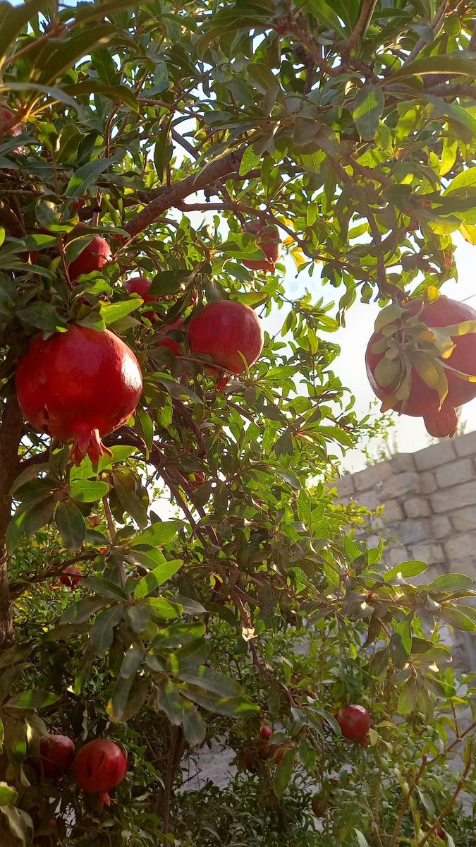 أشجار الرمان والسدر واللوز لهم مكان خاص في قلبي
آخر ثمرة قطفتها من الشجرة كانت رمان قبل سنوات وأتمنى لو تتكرر التجربة مرة ثانية ✨