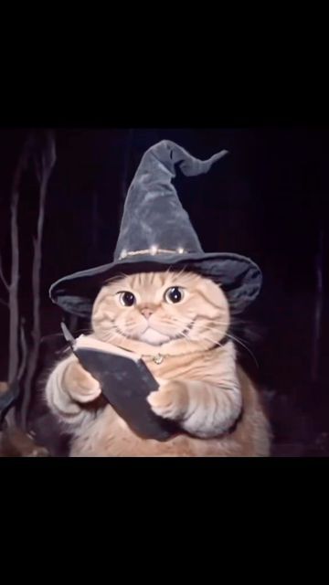 tarotbrina's tweet image. Como hacer un aceite protector y sus usos⬇️