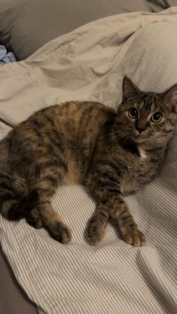 DcingRs's tweet image. 