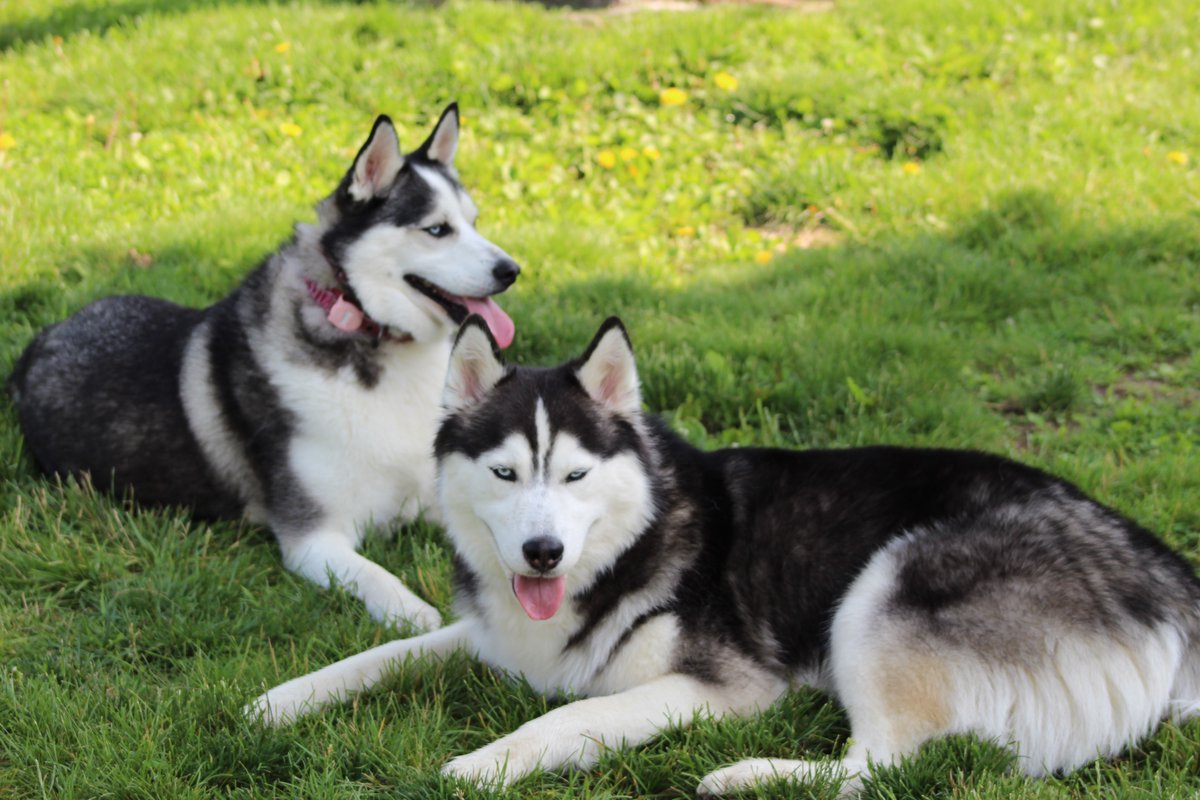taralynn_ugc's tweet image. My huskies generate more engagement than my morning coffee post… and honestly, fair. 🐾💁‍♀️
#DogContent #PetCreators #HuskyLove