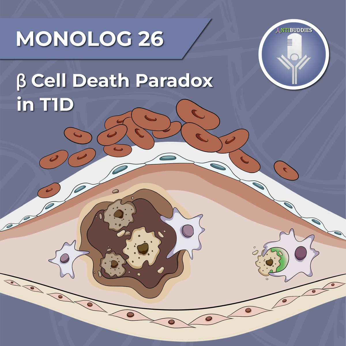 Join Vijay in our most recent Monolog where he covers a 2025 publication delineating the role of efferocytosis by pancreatic macrophages in modulating type I diabetes.
#antibuddiespodcast 

open.spotify.com/episode/6vtTQv…