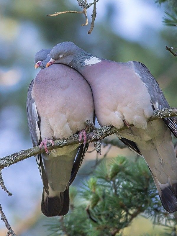 Kalp sevdiğini incitmek istemez...
Gerçek sevgi, Allah'ın iz bıraktığı yerdir...
               
                                           Aşk ile...

Hayırlı Geceler Olsun 🌙
 
#iyigeceler #sevgi #vefa #huzur #geceye #huzurla #hoşgörü