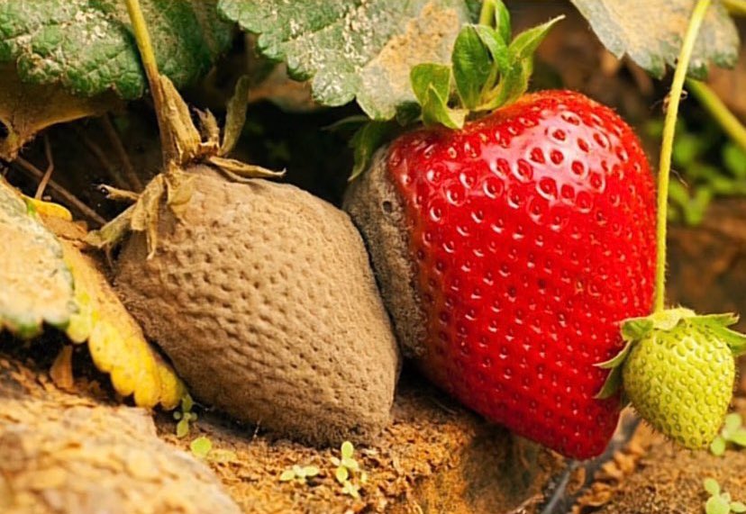 yang mulia tweet media