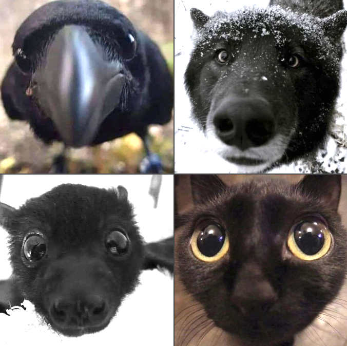 WholesomeMeme's tweet image. 