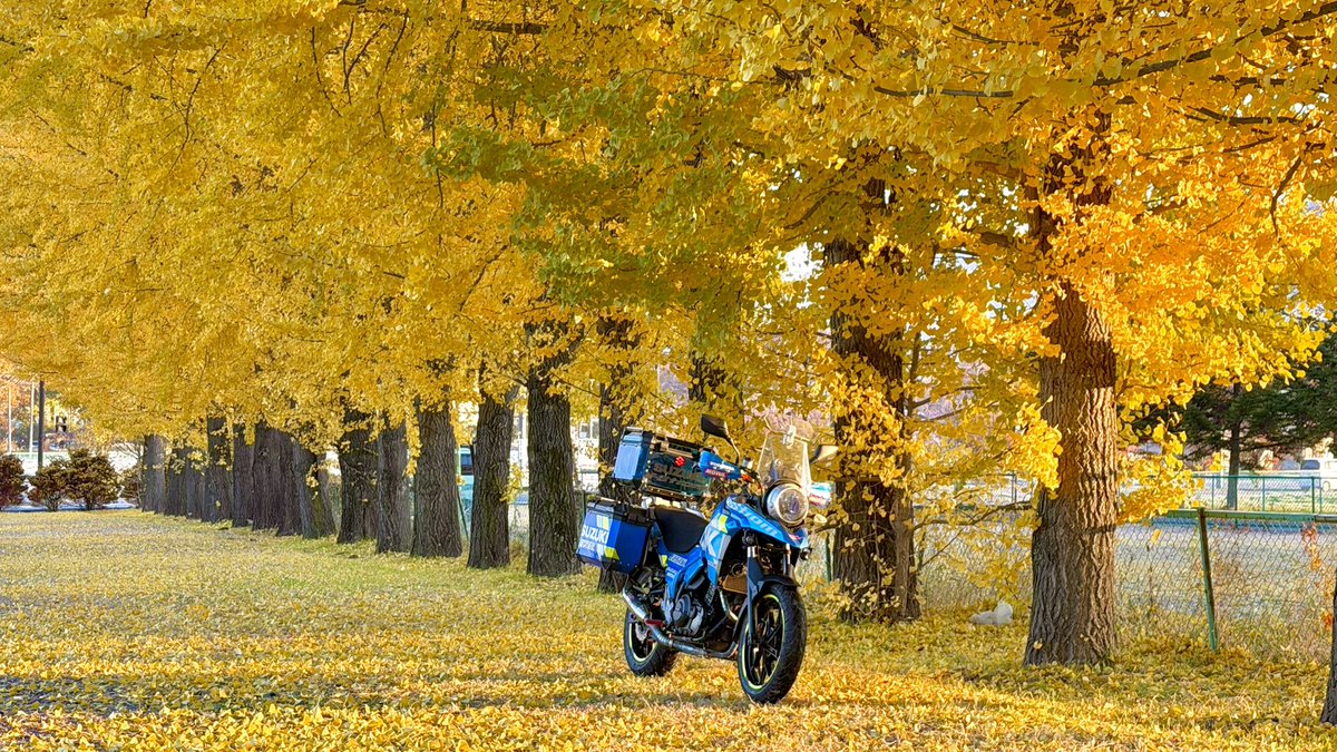 紅葉☆ 真っ赤な紅葉に青い車体 めちゃくちゃ良い！