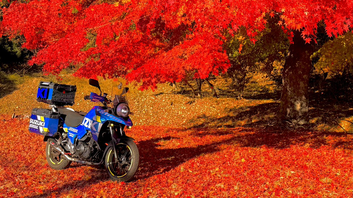 紅葉☆ 真っ赤な紅葉に青い車体 めちゃくちゃ良い！
