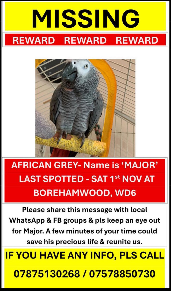 The_Animal_Team's tweet photo. MAJOR, an African Grey #Parrot has been #missing from #Borehamwood #WD6 area, since November 1st, 2025. He was sighted 10 miles away from home in the first 3 days so may have reached far out. Any info at all, please call one of the numbers below. β¬οΈβ¬οΈ #MissingParrot #AfricanGreyParrot #LostParrot #ParrotsOfTwitter #Parrot