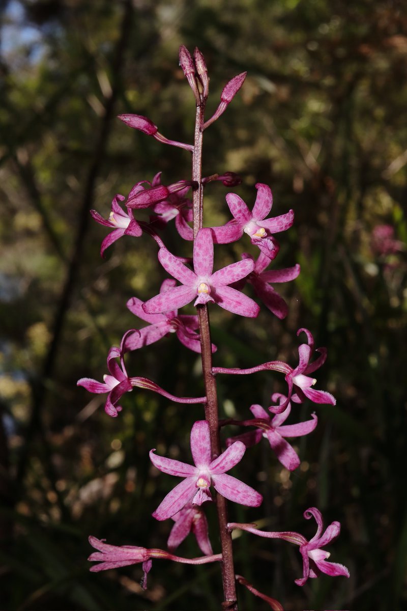 _Hayden_Jones's tweet photo. Dipodium roseum - rosy hyacinth orchid

A mycoheterotrophic species from eastern Australia https://t.co/b3BRdQwmcH