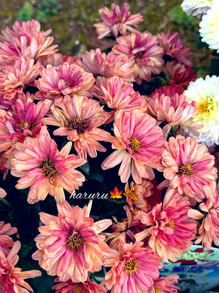 蓮花@プロフも見てくださいページ ryu ryu 3❌No DMs please🐯🍥🍚😋🎹🎸 fx 📸🐠🎣🌼🍺… (@ryujiy8823