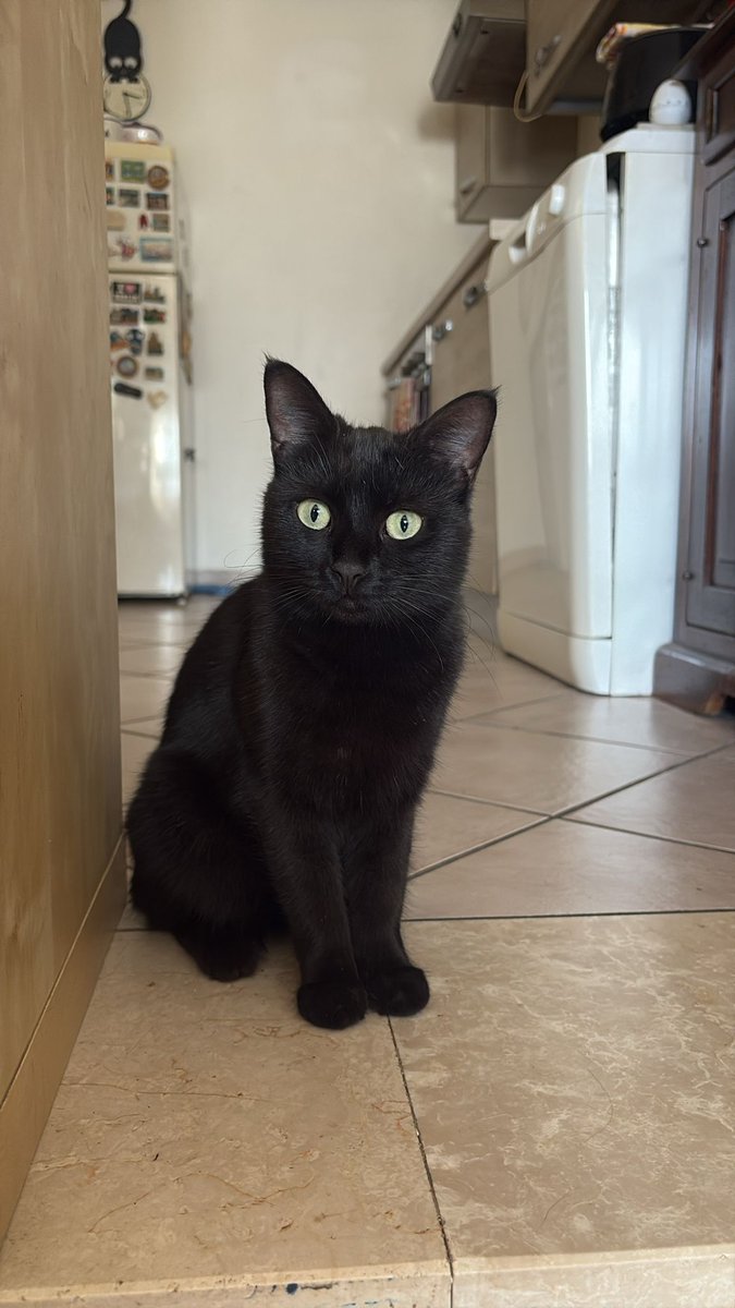 helloway0220's tweet image. #gattonero #17novembre 
La mia Maggie