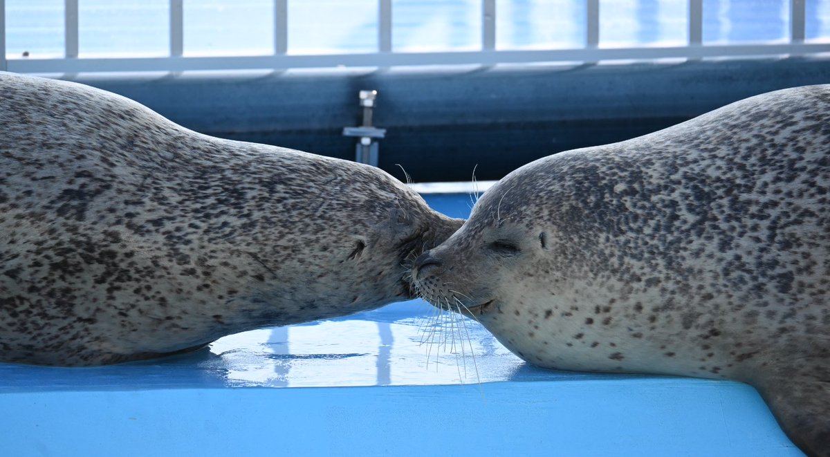 yomoyomoyomogi0's tweet image. ケンジとカイ🦭💋

2025.4

#とっかりセンター
#アザラシランド
#ゴマフアザラシ
#ケンジ
#カイ