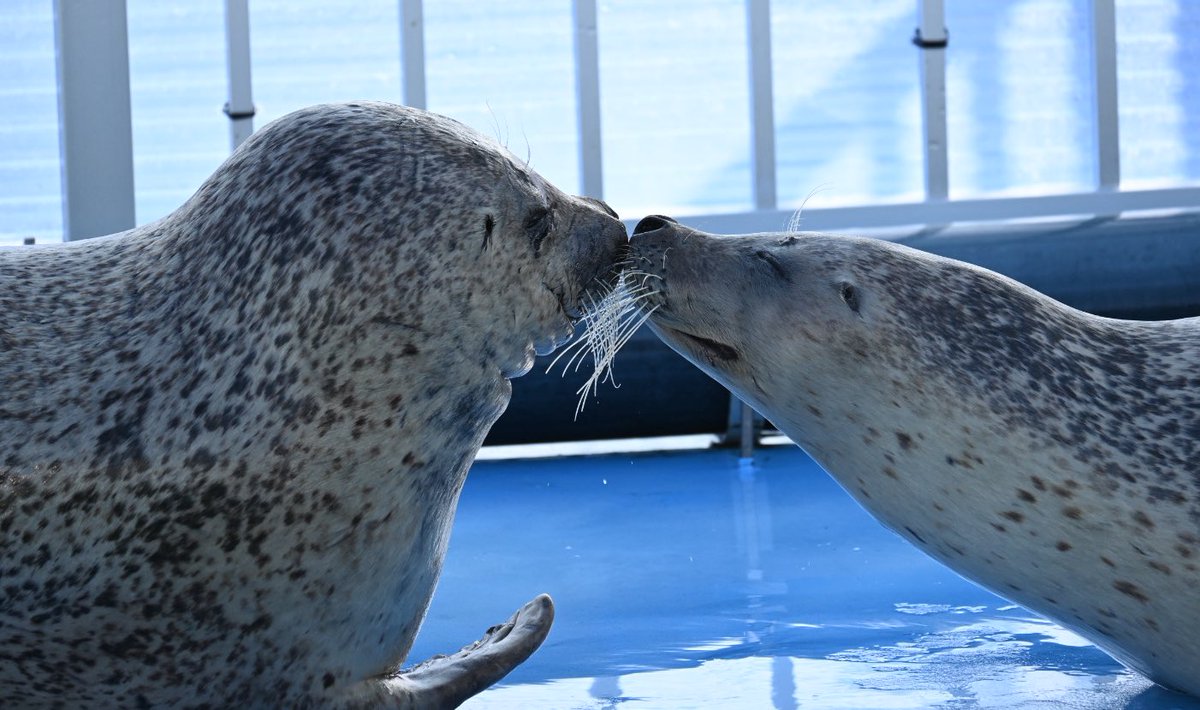 yomoyomoyomogi0's tweet image. ケンジとカイ🦭💋

2025.4

#とっかりセンター
#アザラシランド
#ゴマフアザラシ
#ケンジ
#カイ