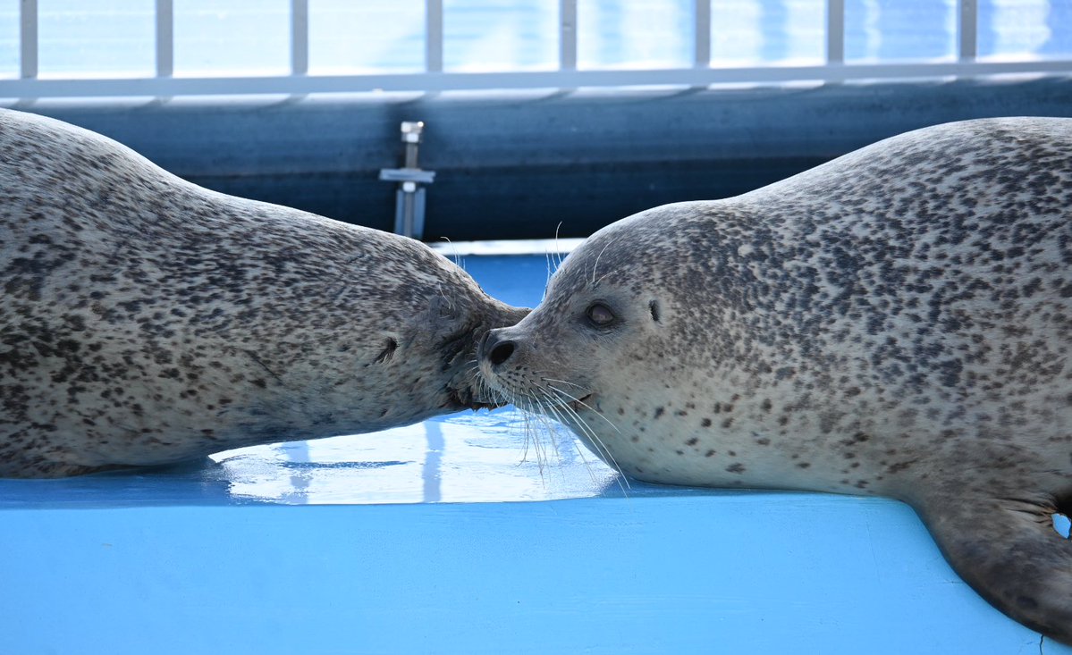 yomoyomoyomogi0's tweet image. ケンジとカイ🦭💋

2025.4

#とっかりセンター
#アザラシランド
#ゴマフアザラシ
#ケンジ
#カイ