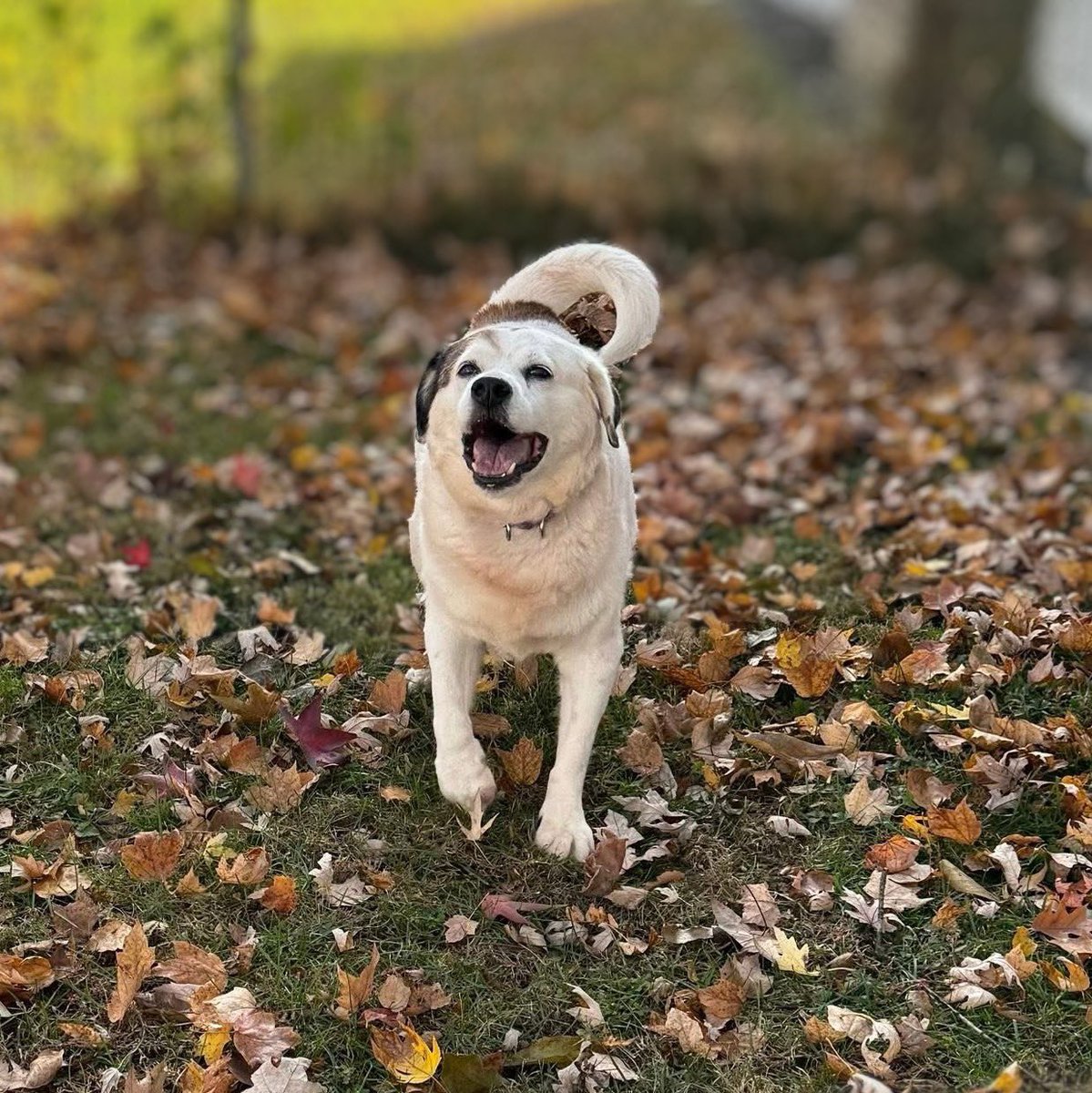 pgmp_inc's tweet image. Only with your help can we say yes to more senior and special needs dogs – without you we are nothing!

pawsgivemepurpose.com/let-the-countd…

#letthecountdownbegin #savethedate #givingtuesday #sanctuary