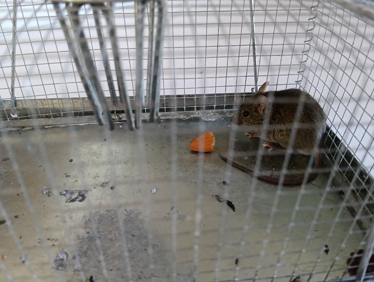 AurorianMagic's tweet image. A traditional mouse trap costs a couple of bucks but ensures the mouse will be killed. I value all Life so even though this mouse trap was 10x more expensive, preserving live is worth it to me.

#AllLivesMatter