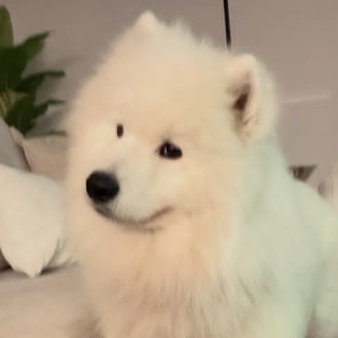 HeHasBlueEyes's tweet image. La cara de re boludo mal de Julián y la cara de me estás haciendo pasar vergüenza de Tarzán, la que le espera a Amadeo