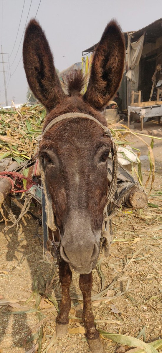 Going to wish you all goodnight, leaving you tonight with one of the donkeys from today's camp. I've called him Gandolf as he should have a name 💖. Stay safe everyone and let's meet up tomorrow 💕