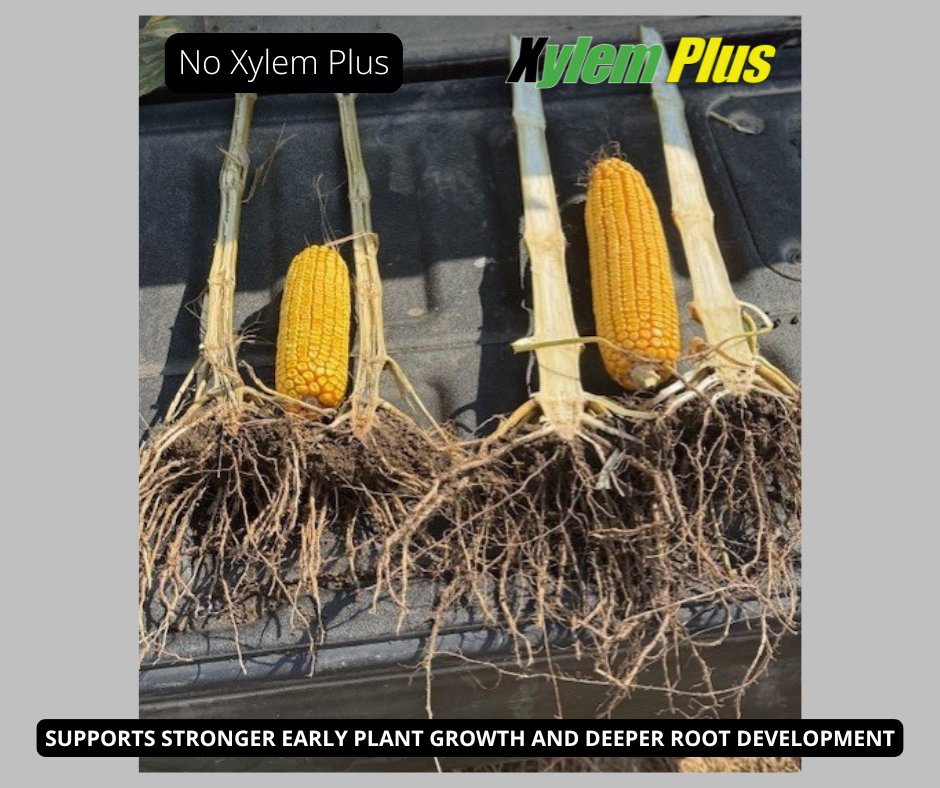 AgPerformanceBC's tweet image. Xylem Plus provides up to 60 days of residual protection in stalk and stem — keeping your crop strong against common diseases. 🌱

Give us a call or visit us online to find out more: 
📞641-562-2370 
agperformance.com/xylem-plus
 #XylemPlus #CropHealth #AgPerformance
