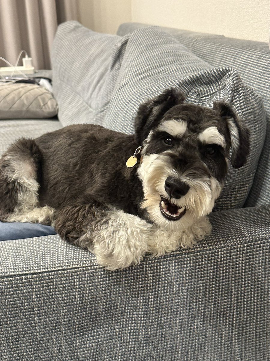 menchi_ms tweet media