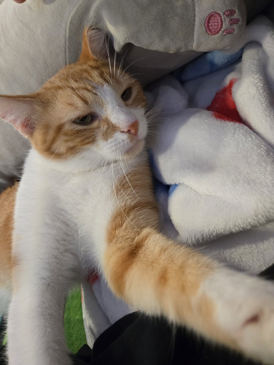 ghostspawncy's tweet image. hii im new to ageretwt but not agere, if anyone wants to be friends/moots just follow!^^

this is my kitty pumpkin