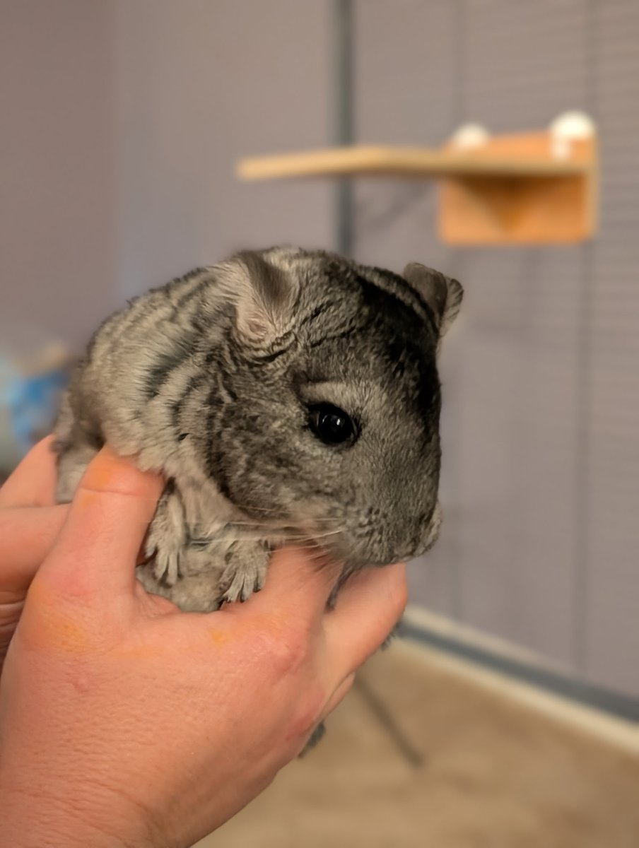 edtechmathteach's tweet image. Driving home and can&apos;t wait to see this baby again. Just got her yesterday and I am so in love ❤️❤️