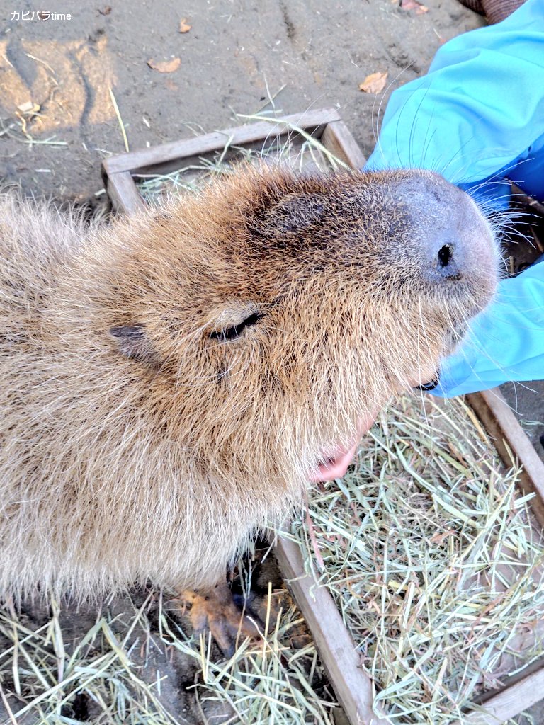 カピ バラ様ꕤ*.゜ けろけろ (@capyanimal) / Posts / X