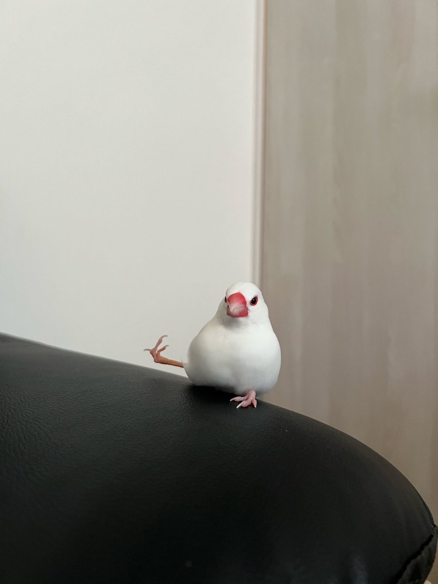 7nNxrg27PIUFCMS's tweet photo. 朝コッコ
#文鳥 https://t.co/JGuHCwFbBW