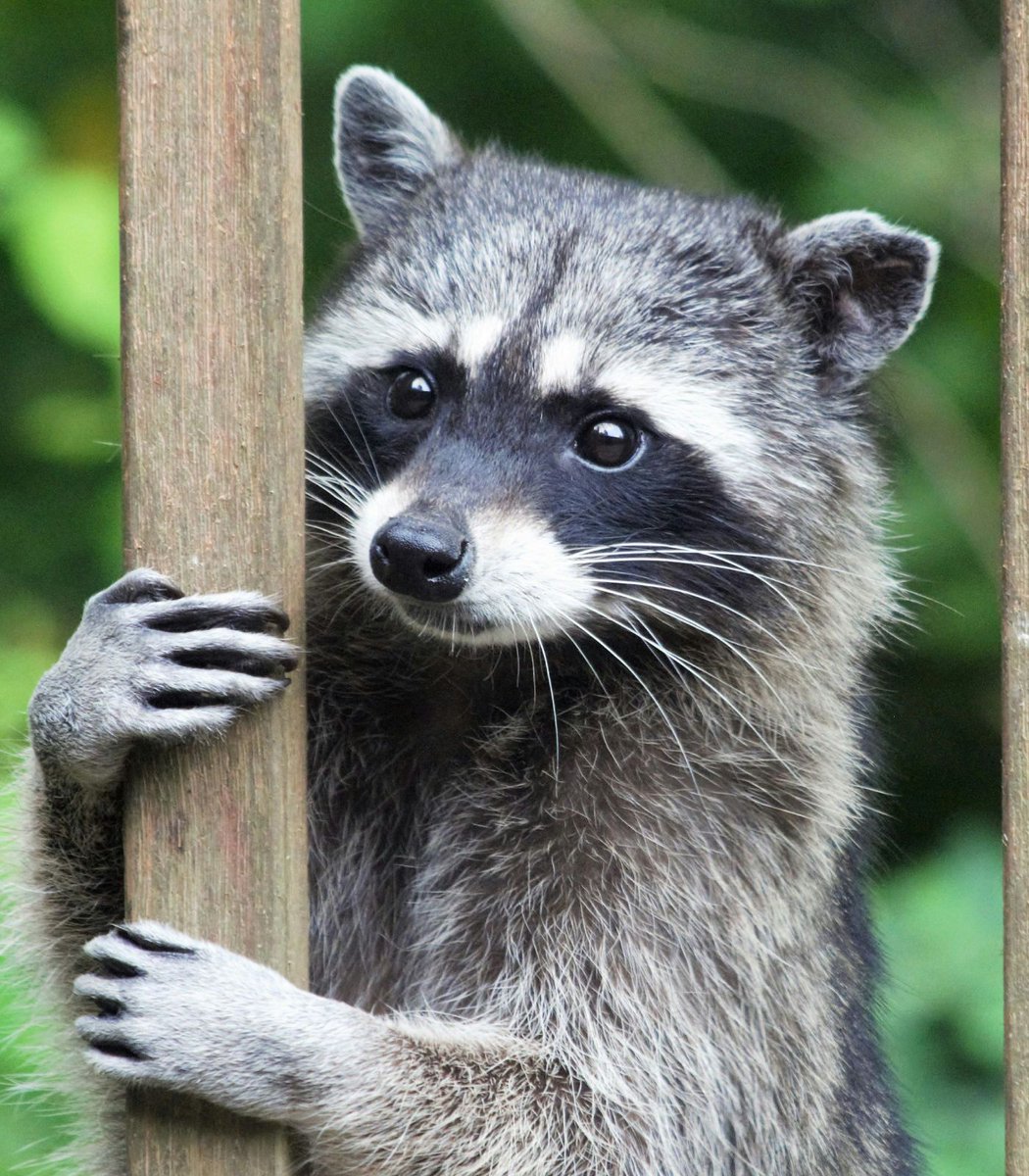 A new study has shown that Raccoons are showing early signs of domestication

The University of Arkansas found that urban raccoons have smaller snouts, a sign of domestication syndrome