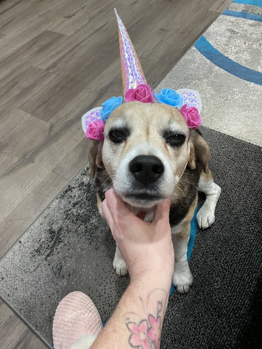 Gonna have this handsome devil for 10 days at the end of this week! 🤣😊🐶