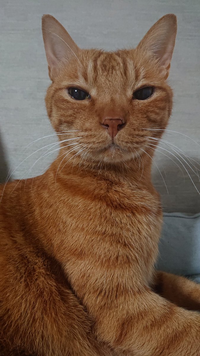 茶とら