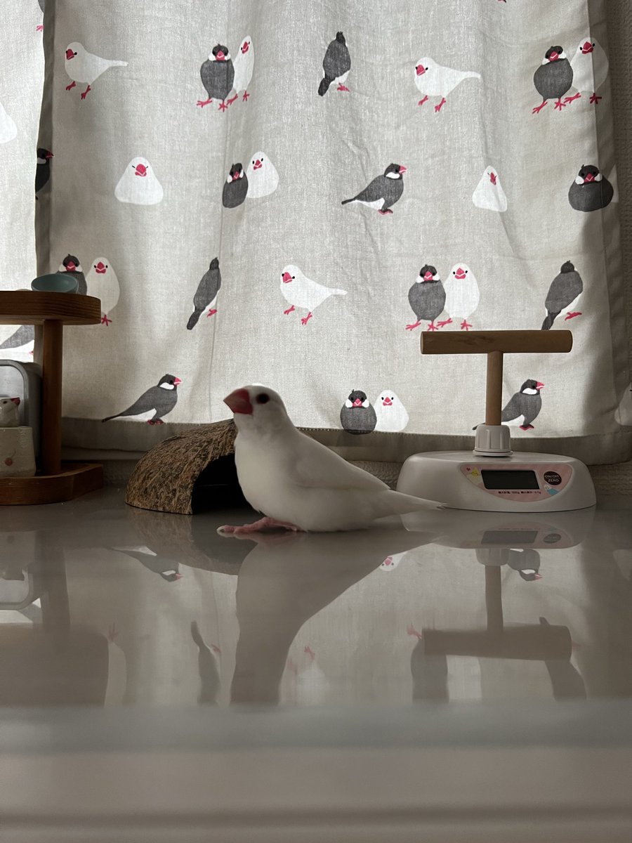 白文鳥の家族 白文鳥のコッコ (@7nNxrg27PIUFCMS) / Posts / X