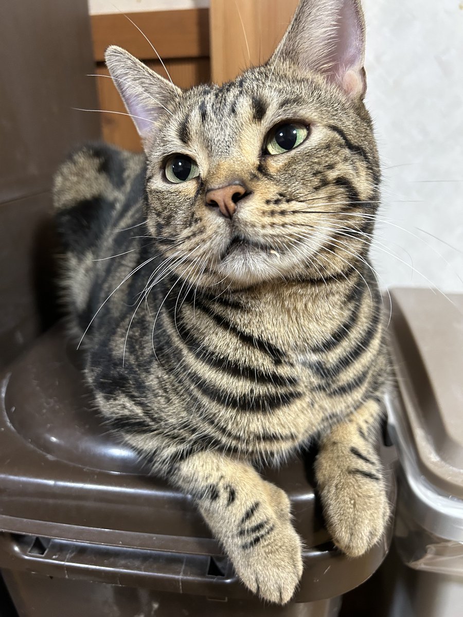 ほげー (@F7E0KYB4AfZaUQm) / Posts and Replies / X