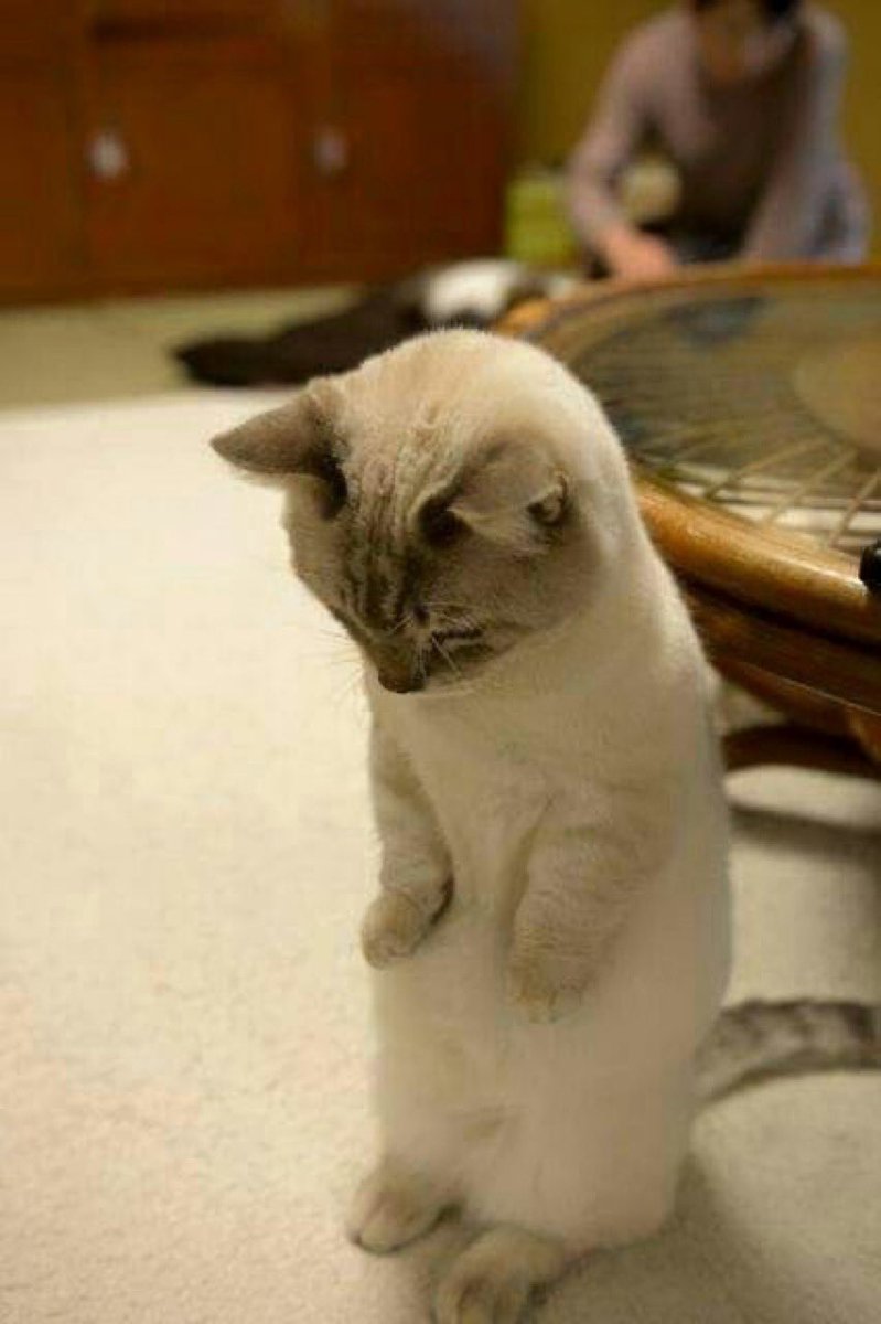 皆さん、おはようございまし☁️

今朝も寝坊だ火曜日💦
本日の東京の予想最高気温は14℃、現在10℃

今日からまた一段と寒くなりそうです🤧

体調崩さないように気をつけて
楽しい火曜日を過ごしてくださいね♪🍂

今日もよろしくお願いします
(*´꒳`*)ﾉ