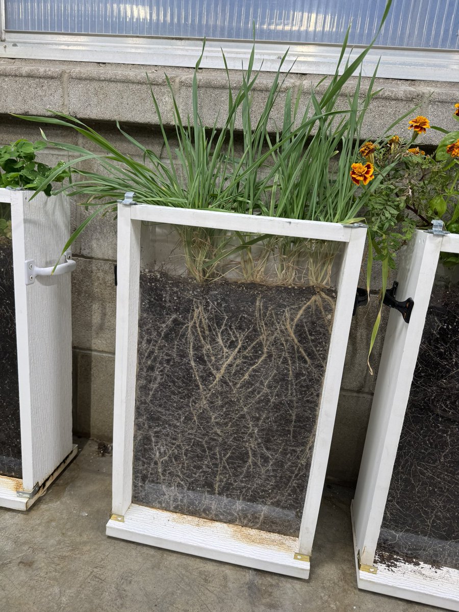 WOW These root boxes are gorgeous!!