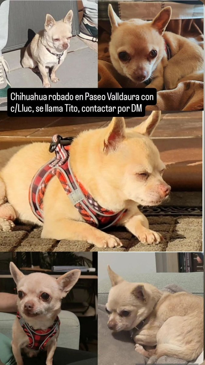 areagossosbdn's tweet image. 🆘🆘¡¡ATENCIÓN!!🆘🆘
TITO ha sido secuestrado en el Pso.Valldaura con C/Lluc
#NouBarris #Barcelona
Se lo han arrebatado a la fuerza a una mujer mayor y está desolada.
Si lo ves o reconoces contacta por DM ⬇️
facebook.com/share/p/19hEa1…
Máxima difusión.
📣📣📣
#XarxaBarcelonaPerduts