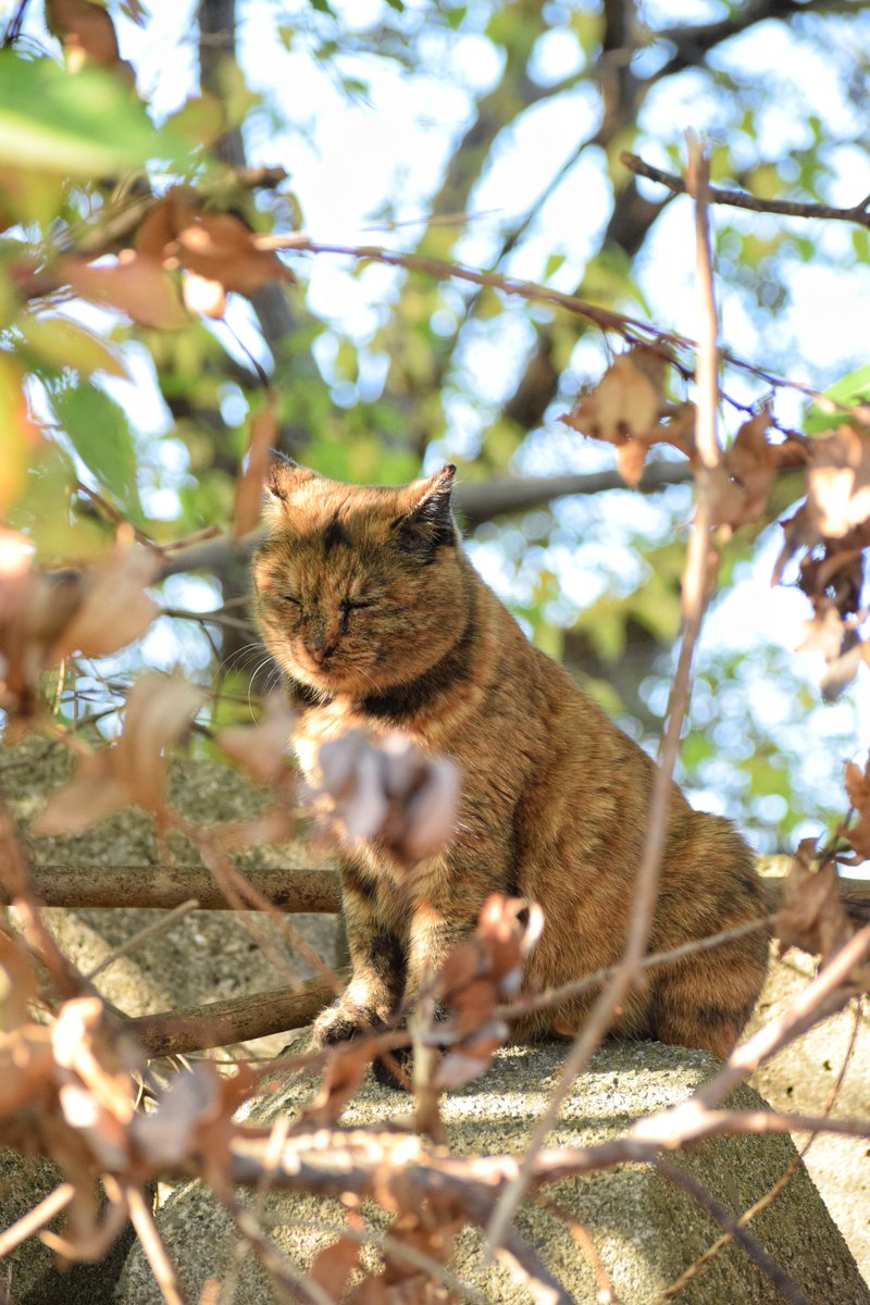 ひなたぼっこ中のゴンちゃん☀️

#猫 #野良猫 #一眼レフ #nikon #猫好きな人と繋がりたい #ファインダー越しの私の世界 #キリトリセカイ #photography