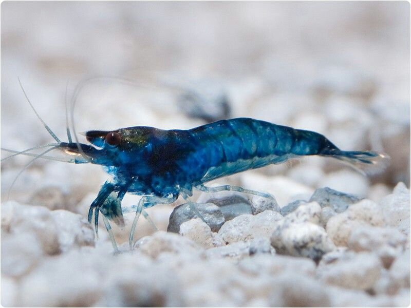 Maya Yumebi tweet media